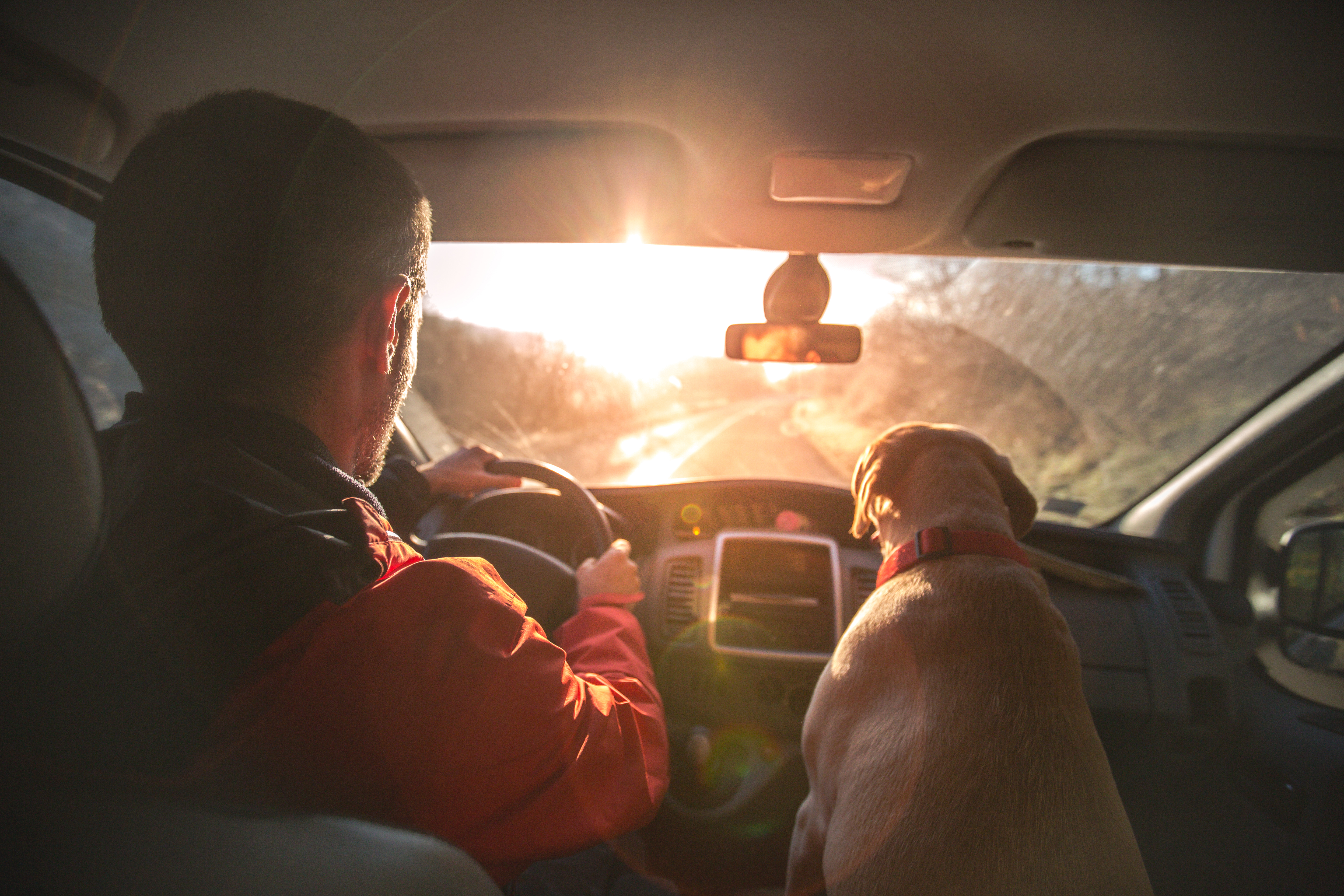 Eine Person fährt bei Sonnenuntergang ein Auto, auf dem Beifahrersitz sitzt ein Hund und blickt nach vorne.